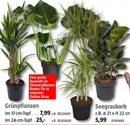 Bauhaus Grünpflanzen Angebot