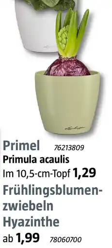 Bauhaus Frühlingsblumenzwiebeln Hyazinthe Angebot