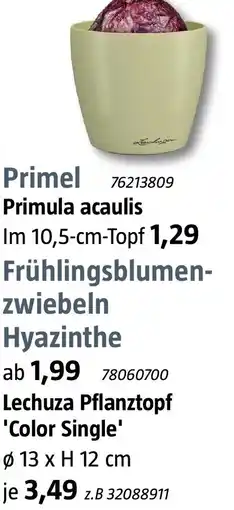 Bauhaus Lechuza Pflanztopf 'Color Single' Angebot