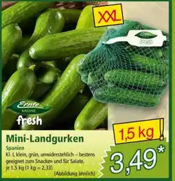 Norma Mini-Landgurken Angebot