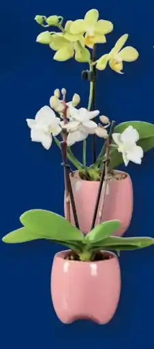 Lidl Mini-Phalaenopsis Angebot