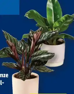 Lidl Grünpflanzen Angebot