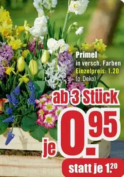 B1 Discount Baumarkt Primel Angebot