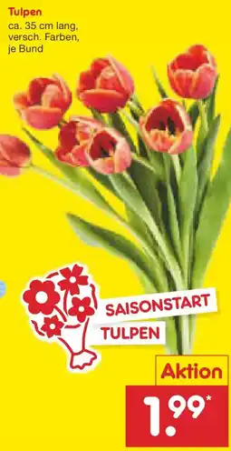 Netto Marken-Discount Tulpen Angebot