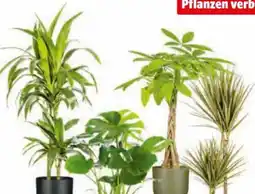 Hagebau Grünpflanzen Angebot