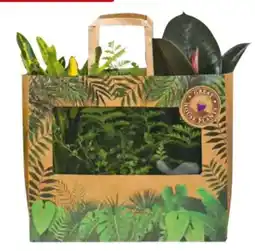 Hagebau Grünpflanzen Mix Angebot