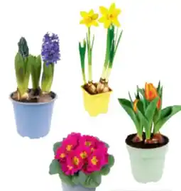 toom Baumarkt Frühlingsblüher Angebot