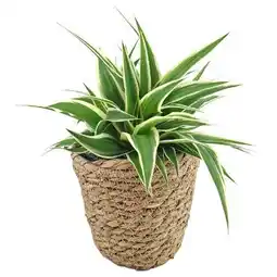 toom Baumarkt Grünpflanzen im Korb Angebot