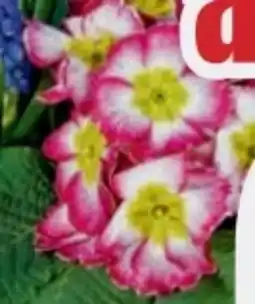 B1 Discount Baumarkt Primeln Angebot