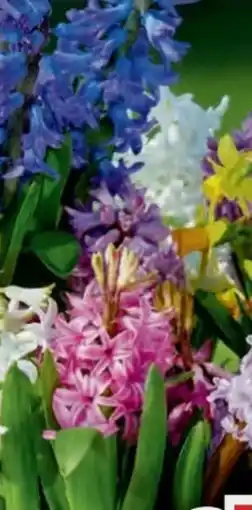 B1 Discount Baumarkt Hyazinthe Angebot