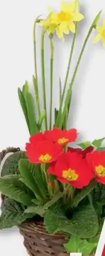 B1 Discount Baumarkt Pflanz-Weidenkorb Angebot