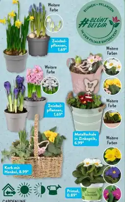 Aldi Süd Gardenline Primeln Angebot