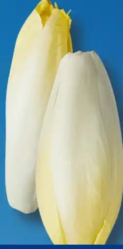 Aldi Süd Chicoree Angebot