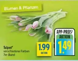 diska Tulpen Angebot
