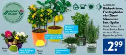 Aldi Süd GARDENLINE Küchenkräuter, Frühlingsblüher oder Zitrus- Stämmchen bzw. -Spalier Angebot
