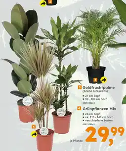 Globus Baumarkt 4 Grünpflanzen Mix Angebot