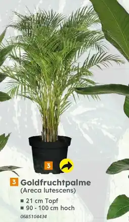 Globus Baumarkt 3 Goldfruchtpalme (Areca lutescens) Angebot