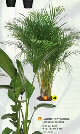 Globus Baumarkt 5 Goldfruchtpalme (Areca lutescens) Angebot