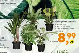 Globus Baumarkt Grünpflanzen Mix Angebot