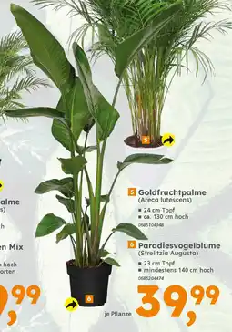 Globus Baumarkt 6 Paradiesvogelblume (Strelitzia Augusta) Angebot