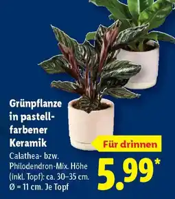 Lidl Grünpflanze in pastellfarbener Keramik Angebot