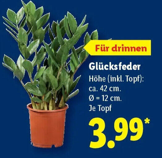 mein kleiner kaktus Mein kleiner grüner Kaktus – Der Kinderbuchladen main image 0