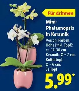 Lidl Mini- Phalaenopsis in Keramik Angebot