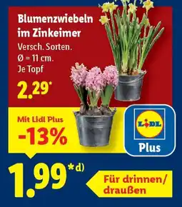 Lidl Blumenzwiebeln im Zinkeimer Angebot