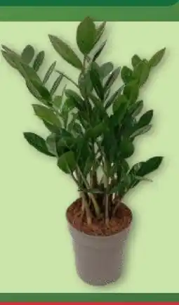 Aldi Nord Gardenline Zamioculcas Angebot