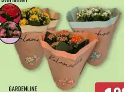 Aldi Nord Gardenline Kalanchoe Angebot