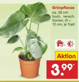 Netto Marken-Discount Grünpflanzen Angebot