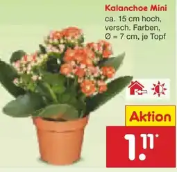 Netto Marken-Discount Mini-Kalanchoe Angebot