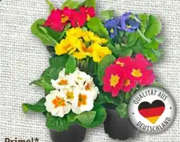 nahkauf Primeln Angebot