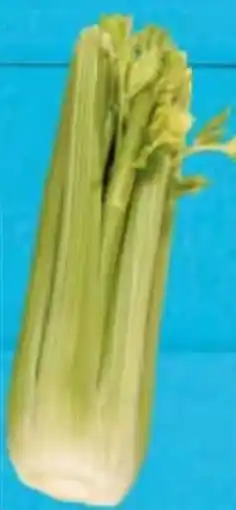 E-Center Staudensellerie Angebot