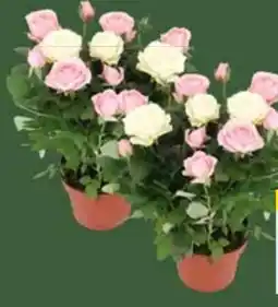 E-Center Edeka Herzstücke Topfrosen Angebot