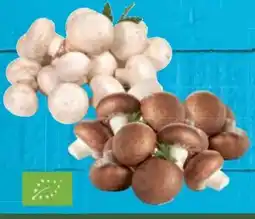 E-Center Bio-Champignons Angebot
