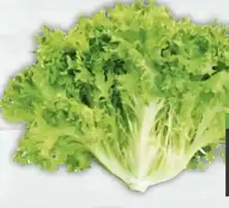 E-Center Endiviensalat Angebot