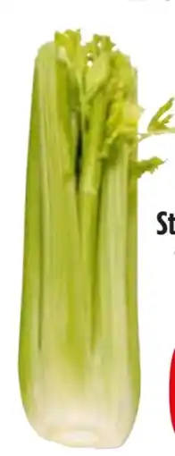 Edeka Staudensellerie Angebot