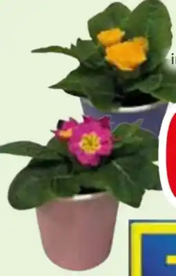 Edeka Primeln Angebot