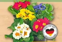 REWE Center Primeln Angebot