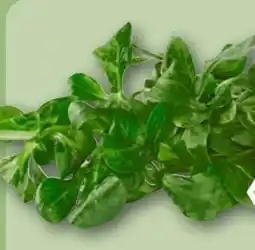 REWE Center Rewe Bio Feldsalat Angebot