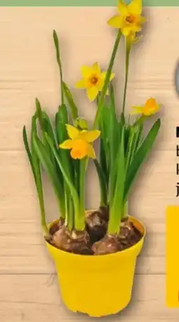 REWE Center Narzissen Tête à Tête Angebot