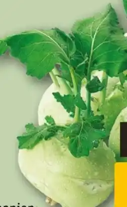 REWE Center Kohlrabi Angebot