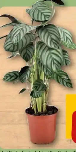 REWE Center Rewe Beste Wahl Grünpflanzen XL Angebot