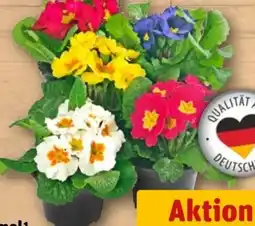 REWE Primeltopf Angebot