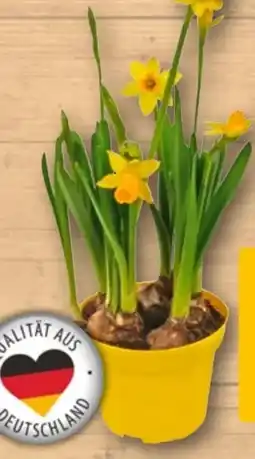 REWE Narzisse Tete-aTete Angebot