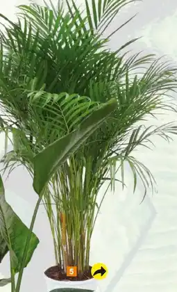 Globus Baumarkt Goldfruchtpalme Angebot