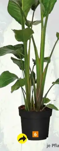 Globus Baumarkt Paradiesvogelblume Angebot