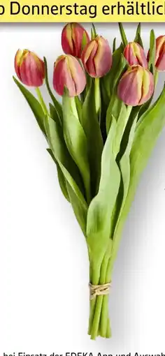 Edeka Tulpen Angebot