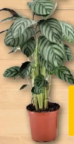 REWE Rewe Beste Wahl Grünpflanzen XL Angebot